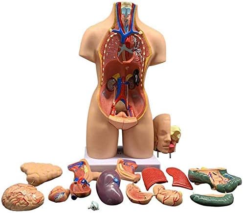 RRGJ Oktatási Modell, 55cm Unisex Emberi Torzó Test Modell Anatómia, Anatómiai Belső Szervek a Tanítás,Levehető 19 Részei,